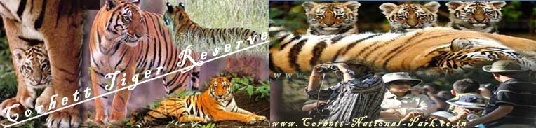 Corbett National Park Timings