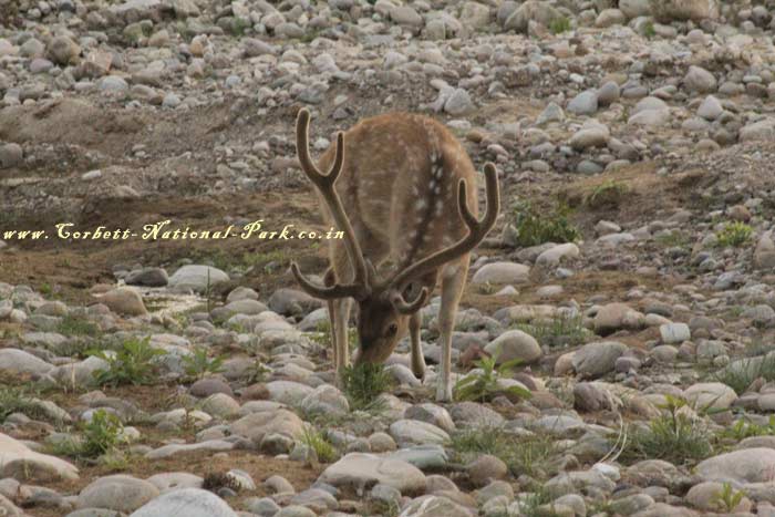 Corbett National Park - Chital Cheetal Chital Spotted Axis Deer Photo Gallery