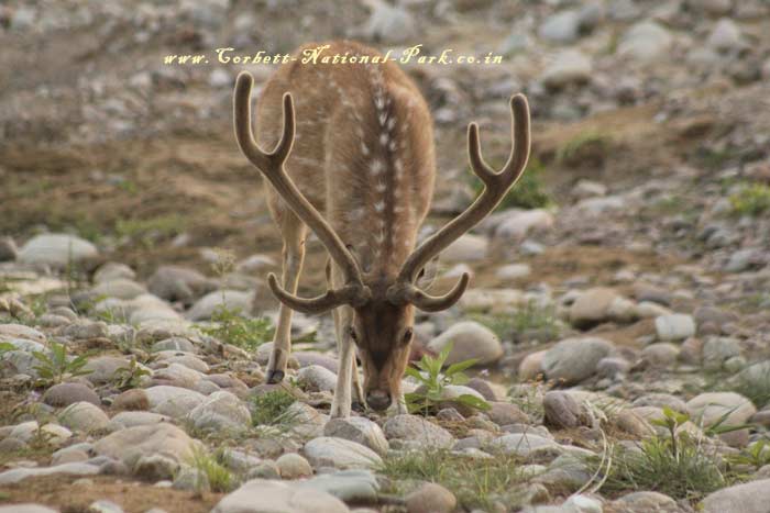 Corbett National Park - Chital Cheetal Chital Spotted Axis Deer Photo Gallery