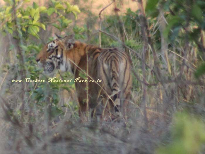 Corbett National Park - Tiger Photo Gallery