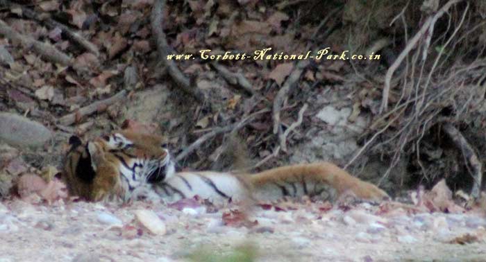 Corbett National Park - Tiger Photo Gallery