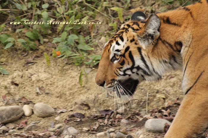 Corbett National Park - Tiger Photo Gallery
