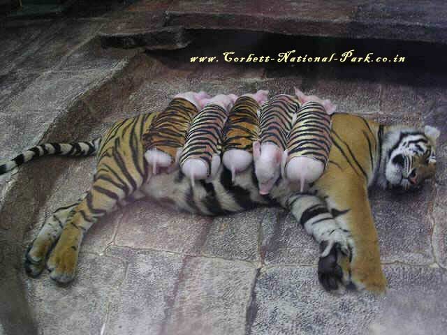 Save Tigers Save Mankind