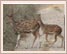 Chital Cheetal Chital Spotted Axis Deer