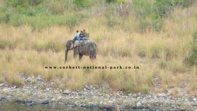 PHOTO GALLERY OF CORBETT NATIONAL PARK