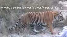 Do's and Don'ts in the Corbett National Park