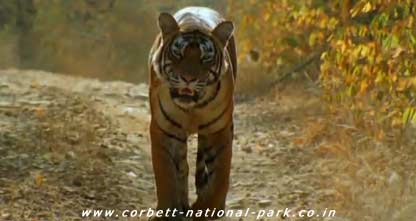  FLORA and FAUNA : JIM CORBETT NATIONAL PARK