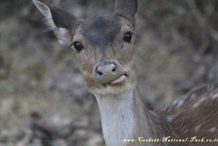 Corbett National Park - Chital Cheetal Chital Spotted Axis Deer Photo Gallery