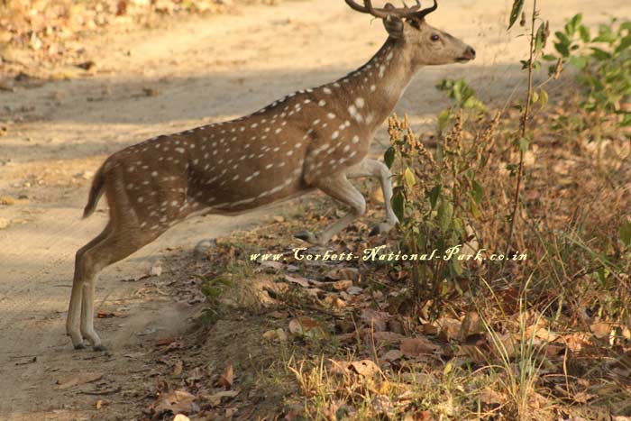 Corbett National Park - Chital Cheetal Chital Spotted Axis Deer Photo Gallery